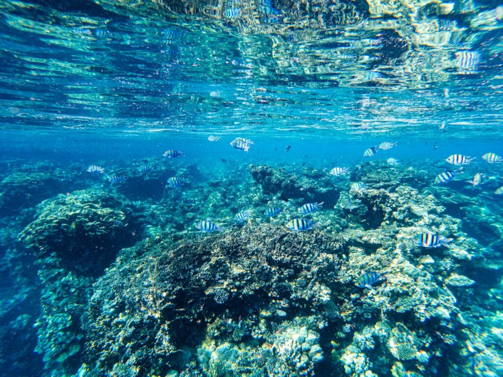 A Komodo Honeymoon Yacht Charter (Private)