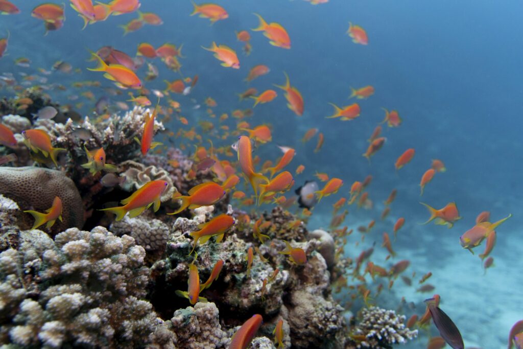 The Best Komodo Dive Sites from a Yacht
