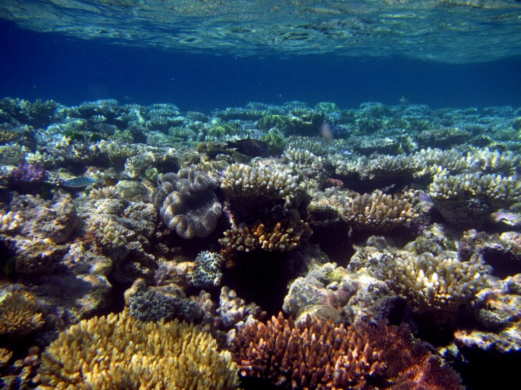 Fine Dining on a Komodo Yacht Charter