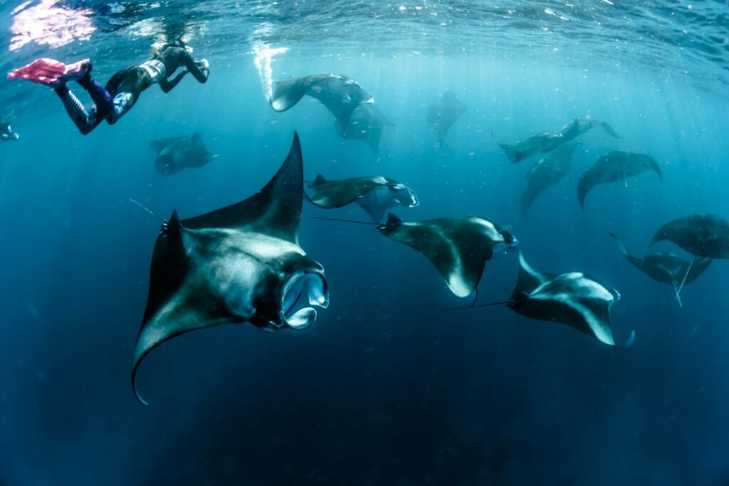 A Komodo Yacht Charter for Beginner Divers